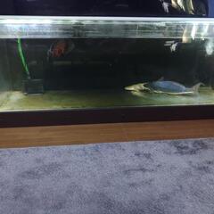 1800水槽(大型魚3匹付)
