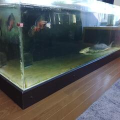 1800水槽(大型魚3匹付)