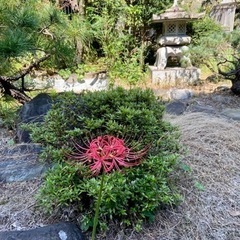 東京都港区高輪⭐︎保安寺⭐︎お寺ヨガ - スポーツ