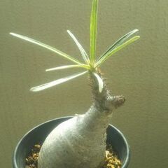決まりした　パキポディウム　グラキリス　現地球　発根済