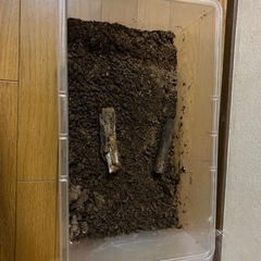 松戸のカブトムシの幼虫　5匹　値下げ − 千葉県