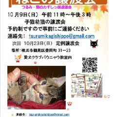 １０月9日（日）子猫幼猫の譲渡会つるみ・猫のカギしっぽ主催