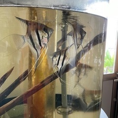 熱帯魚 エンゼルフィッシュの画像