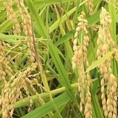 新米 令和4年 新米  ヒノヒカリ  無農薬 湧き水栽培 玄米 ...