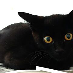 美しい黒ちゃん　子ネコ
