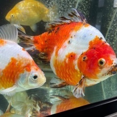 金魚 処 粋