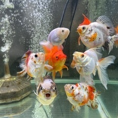 金魚 処 粋