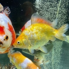 金魚 処 粋