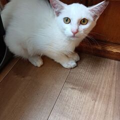 美しい白ちゃん　子ネコ - 猫