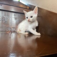 真っ白な子猫の兄妹💓男の子の「シュガー」(^^) - 宮若市