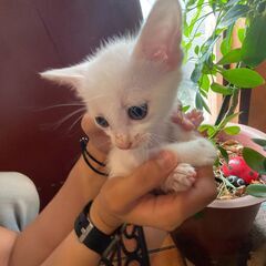 真っ白な子猫の兄妹💓男の子の「シュガー」(^^) - 里親募集