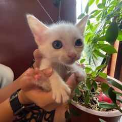 真っ白な子猫の兄妹💓男の子の「シュガー」(^^) − 福岡県
