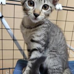 小さくて可愛い子猫2匹の里親募集(*´˘`*)♥ - 南城市