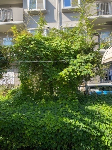 伐採か剪定を安価でお願いできる方いませんか？