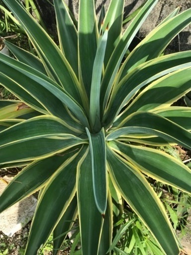 アガベ ベネズエラ