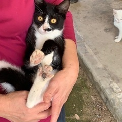 近所の野良猫です😊助けて下さい