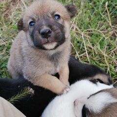 保護した子犬の里親様募集しています！　