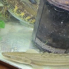 ワイルド ビキールsp river niger産 30cm ナイジェリアsp ビキール 