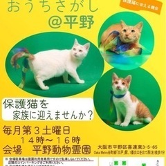猫の里親会　in  大阪市平野区