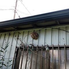 ハチの巣駆除または調査致します⭐ - 上越市