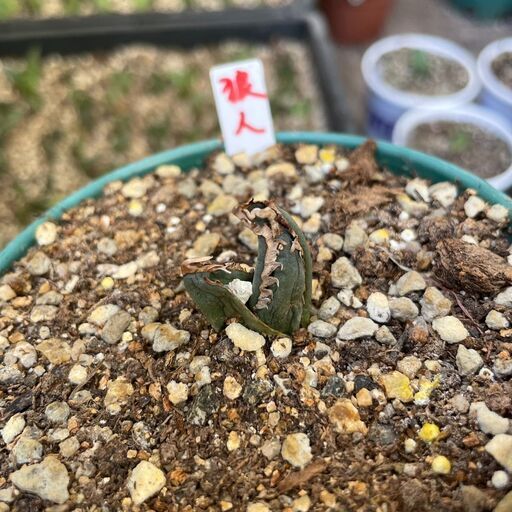 アガベ　狼人