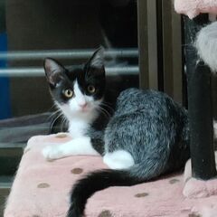 🐈保護猫15匹と暮らしております🐈寄付大歓迎 - 宇都宮市