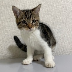 マンチカンの子猫