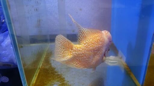 熱帯魚 フラワーホーンゴールデンベース ベトナムの評判の良い
