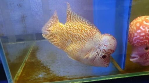 熱帯魚 フラワーホーンゴールデンベース ベトナムの評判の良い養魚場から直接輸入 Alba Com Gt