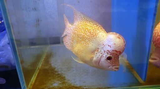 熱帯魚 フラワーホーンゴールデンベース ベトナムの評判の良い養魚場から直接輸入