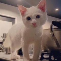 眼が綺麗なブルーグレーの白猫くん（耳と足と尻尾に薄らベージュ）約...