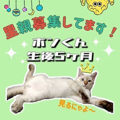 生後6ヶ月位　人も猫も大好きなラグドール風のボンくん【10/9(...