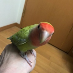 コザクラインコ　メス　推定11ヶ月