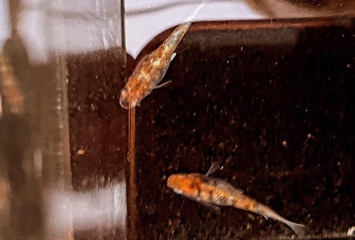 今なら値下げ大人気‼︎50個激安早い物勝ち‼︎タライ60水抜き線付き