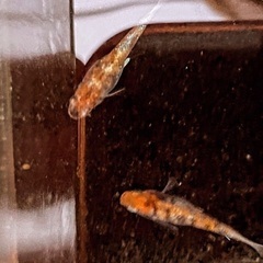 今なら値下げ大人気‼︎５０個激安早い物勝ち‼︎タライ60水抜き線付き　水槽　メダカ