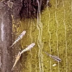 今なら値下げ大人気‼︎５０個激安早い物勝ち‼︎タライ60水抜き線付き　水槽　メダカ