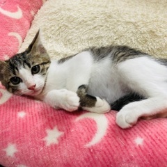  ピンクのお鼻の美猫❤️賢いキジ白ちゃん！ − 愛知県