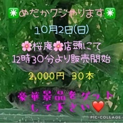 🌸桜庵🌸めだかクジとめだか掬い大会💓