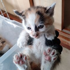 野良ちゃんが生んだ子②の画像