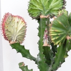 価格交渉可能＊超希少レア品種＊ ユーフォルビア