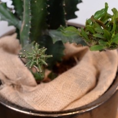 ＊価格交渉可能＊超希少レア品種＊ ユーフォルビア 価格交渉可能＊超希少レア品種＊ ユーフォルビア