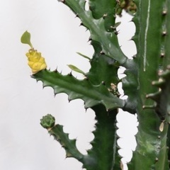 ＊価格交渉可能＊超希少レア品種＊ ユーフォルビア 価格交渉可能＊超希少レア品種＊ ユーフォルビア