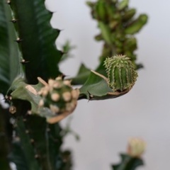 価格交渉可能＊超希少レア品種＊ ユーフォルビア