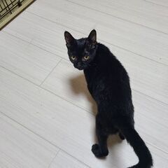 黒い子猫メス。里親様を探してます！ - 猫