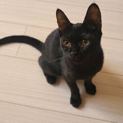 黒い子猫メス。里親様を探してます！