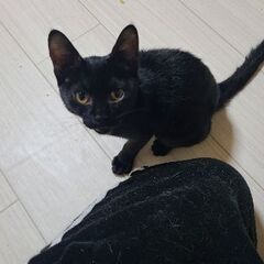 黒い子猫メス。里親様を探してます！ - 今治市