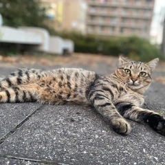 🌸人のことが大好きなさくら猫の男の子🌸 - 大分市