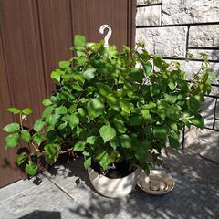 【観葉植物】グレープアイビー・大きめ吊り鉢