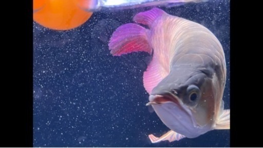アロワナ