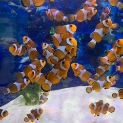 海水魚　カクレクマノミ